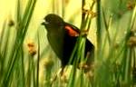 Red-Winged Blackbird.  Guess why they call it that.