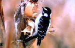 Field Woodpecker